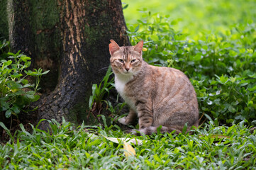 Sticker - The Tabby in the park