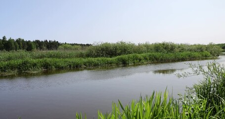 Wall Mural - river,   water with waves in the river withtrees  on the river bank