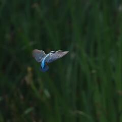 Wall Mural - common kingfisher in a field