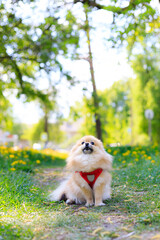 Wall Mural - A smiling Pomeranian dog in the grass . A red - haired Pomeranian . A pet on a walk. Photo for the cover . Photo of an animal for printed products . Green grass in the park