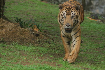 Wall Mural - A Bengal tiger walks in the grass in the morning