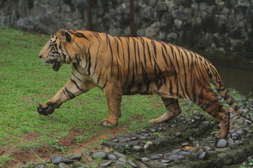 Wall Mural - A Bengal tiger walks in the grass in the morning