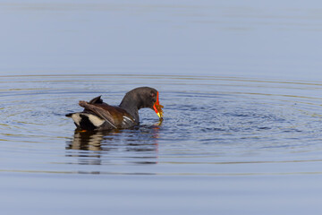 Wall Mural - common moorhen swimming and feeding in the wetlands at merritt island national wildlife refuge