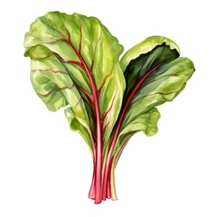 Wall Mural - Vibrant Swiss Chard Leaves Isolated on White Background