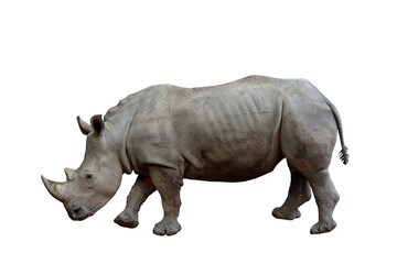 white rhinoceros isolated on transparent background png file
