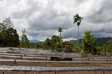 agricultural land on the village in sumatra