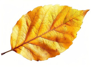 Wall Mural - Single golden autumn leaf, isolated on white background, 