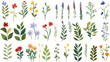 © Pixel Park - Collection of watercolor wild flowers and leaves with grass. Botanical garden elements set. Watercolor floral vector isolated eps illustration.
