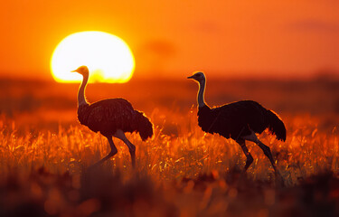 Wall Mural - Two ostriches walking in the grass at sunset