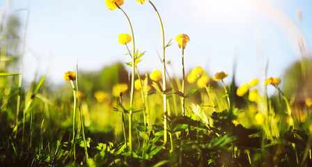 Sticker - The first flowers against the background of green spring. Spring bloom.