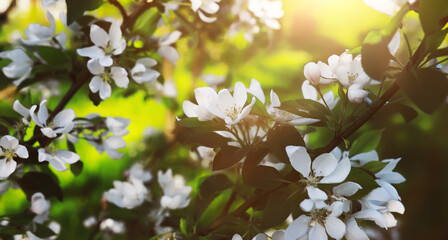 Sticker - The first flowers against the background of green spring. Spring bloom.