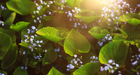 Sticker - The first flowers against the background of green spring. Spring bloom.