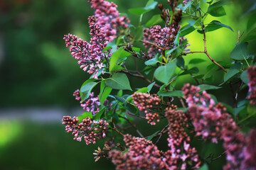 Wall Mural - Spring bloom. The first flowers against the background of green spring.