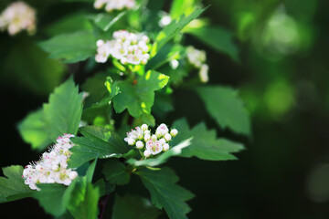 Wall Mural - Spring bloom. The first flowers against the background of green spring.