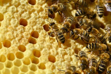 Wall Mural - bees work on the partition of the honey sheets and the offspring