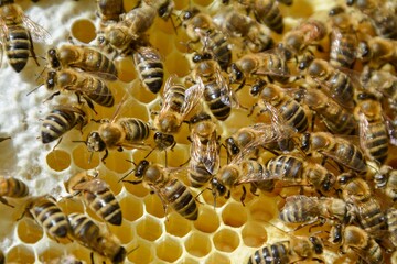 Wall Mural - bees work on the partition of the honey sheets and the offspring