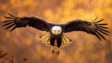 front view shot of a bald eagle flying with open claws in a golden clear sky. copy space for text.