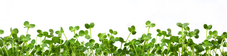 Young green sprouts, Microgreens isolated on white background