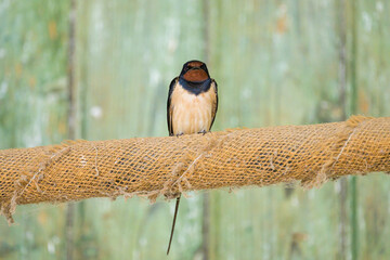 Poster - A Barn Swallow sitting on a rope in a barn