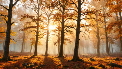 Poster - Lever de soleil automnal en forêt