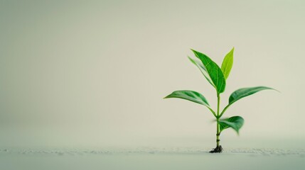 Poster - Green leaf plant growth on the coin on white background