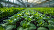 © Ai HUB - Large industrial greenhouse with fresh natural plants. Concept of growing healthy food, diet, vegetarianism, and technology.