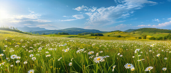 Wall Mural - Pastoral field of grass and flowers in summer