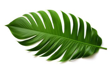 Sticker -  tropical leaves  on a white background.