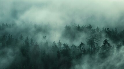 Wall Mural - A forest of trees with fog rolling through the branches.