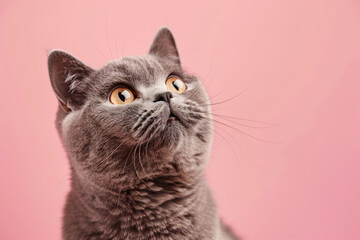 Wall Mural - a cat looking up with a pink background