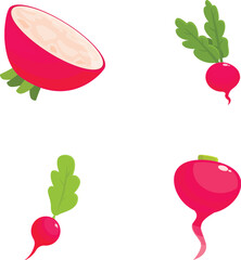 Poster - Vibrant collection of radish illustrations in various views, perfect for foodthemed designs