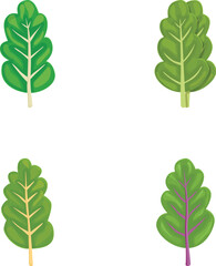Poster - Four variations of vibrant cartoon spinach leaf vectors isolated on a white background