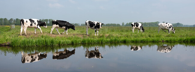 Wall Mural - black and white spotted calves reflected in water of canal near Dordrecht in holland