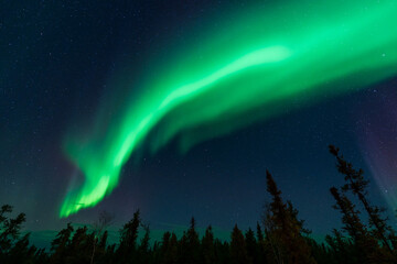 Wall Mural - Green Aurora and fir trees silhouettes. Yellowknife, Northwest Territories, Canada. Real photos.