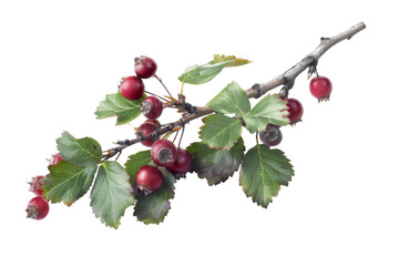 A cluster of ripe red hawthorn berries attached to a branch with green leaves, isolated on a transparent background