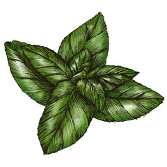 Poster - Colorful basil leaf transparent png