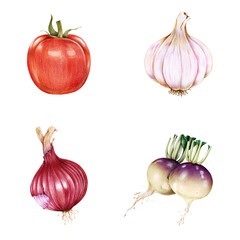 Canvas Print - Fresh vegetable png illustration botanical hand drawn mixed