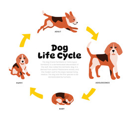 Dog Life Cycle Diagram for Science Education development process scheme illustration, Different insect stages from stages baby, puppy, adult to adolescence, reproduction explanation.