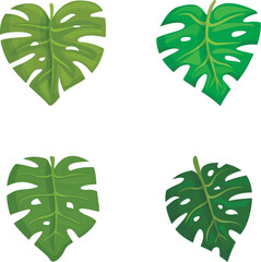 Poster - Collection of four different styled monstera deliciosa leaves in vector format