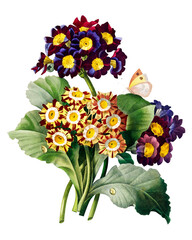 Wall Mural - Primula auricula flower png botanical illustration, remixed from artworks by Pierre-Joseph Redouté