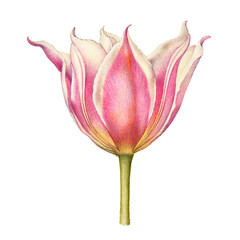 Canvas Print - Pink tulip flower png element hand drawn
