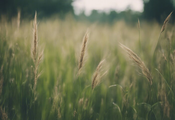 Beautiful summer colorful rustic pastoral landscape panorama Tall flowering grass on green meadow