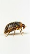 © jinna - A flea in midjump on a white background 096