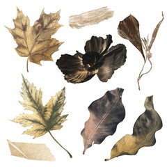 Poster - Autumn botanical png stickers set, watercolor texture design, transparent background