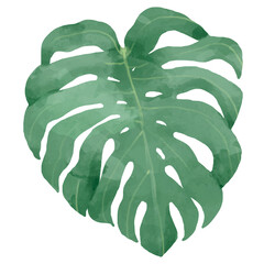 Canvas Print - Png monstera watercolor leaf botanical