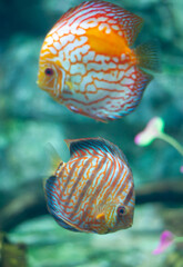 Sticker - Discus (Symphysodon) fishes swimming underwater in an aquarium