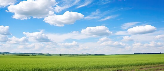 Wall Mural - Blue sky over a farm field. Creative banner. Copyspace image