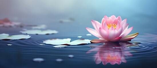 Poster - Lotus flower in pond. Creative banner. Copyspace image