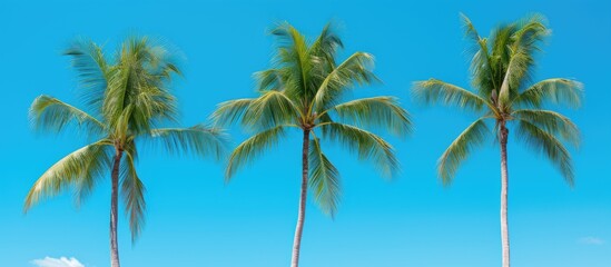 Poster - Trio of Hawaiian Coconut Palm Trees Clear turquoise sky backdrop. Creative banner. Copyspace image