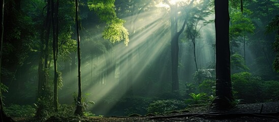 Aufkleber - Light beam in a tropical rain forest in the Udawattakele Sanctuary Kandy Sri Lanka. Creative banner. Copyspace image